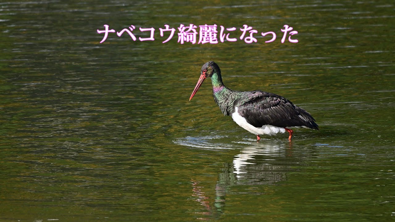ナベコウ綺麗になった
