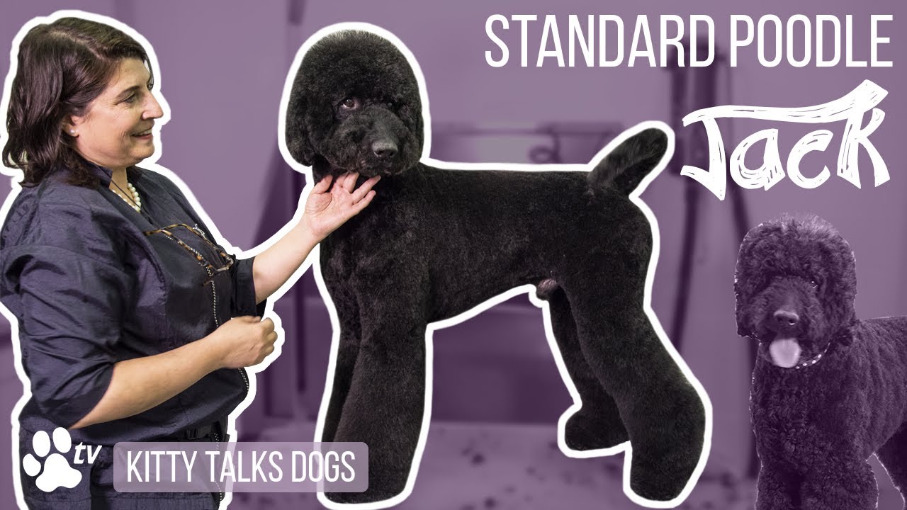 Kitty Talks Dogs: grooming Jack the Standard Poodle | TRANSGROOM