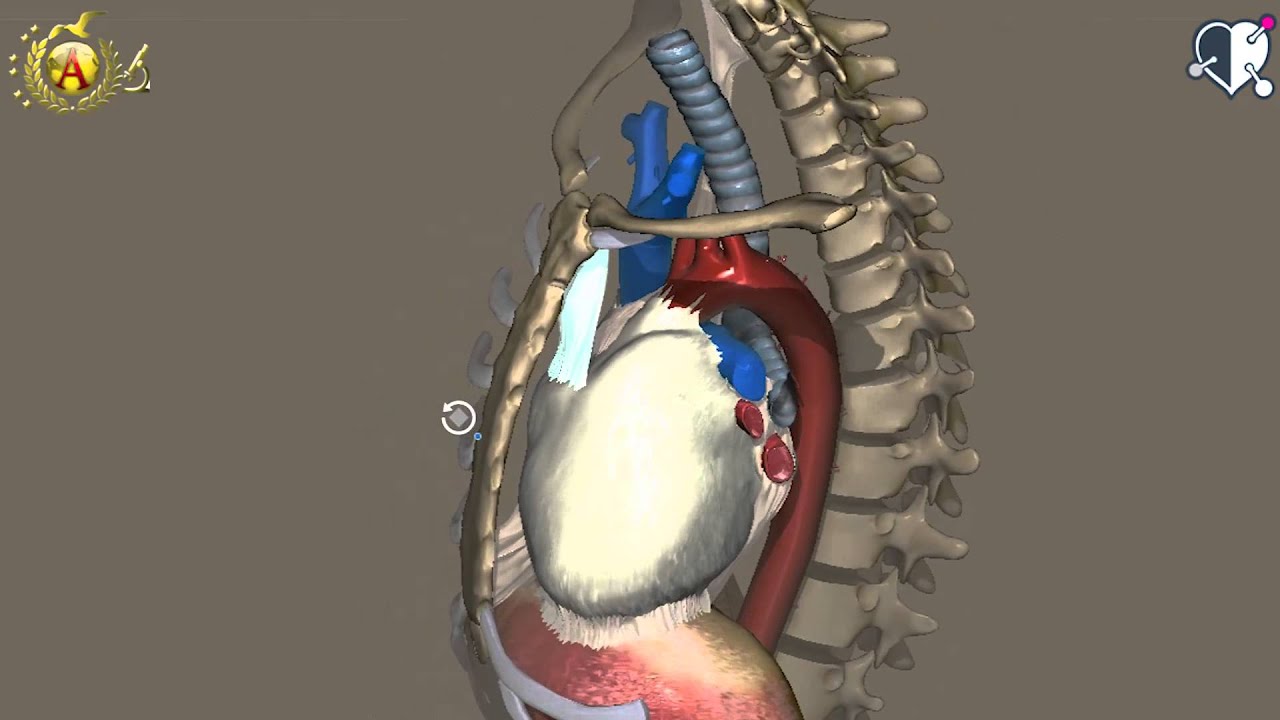 Apparato cardiocircolatorio 07: Cuore - Pericardio