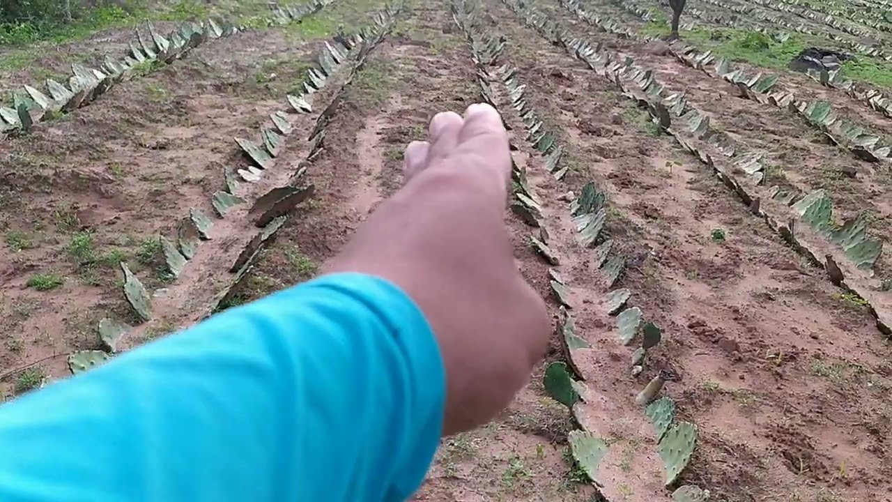 Tirando dúvidas sobre espaçamento (@meupedeserra8939 )