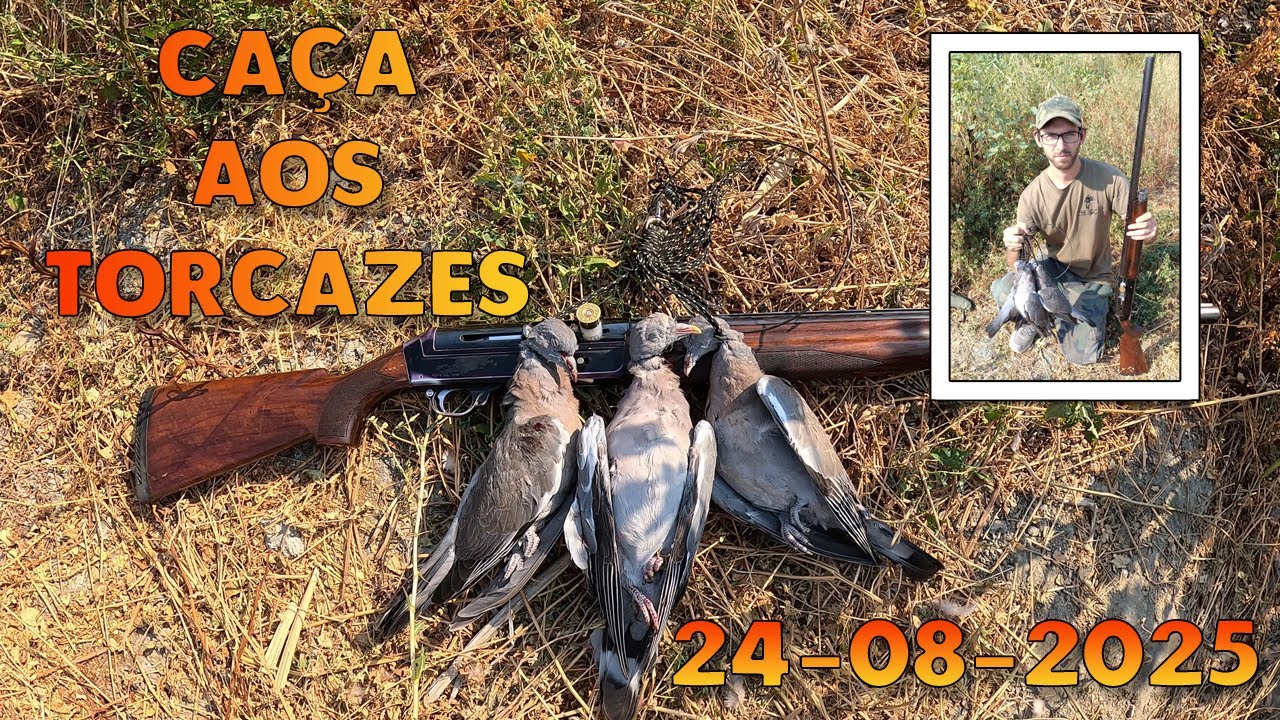 2ª Jornada de Caça aos Pombos Torcazes Época 25/26 - Caça aos Torcazes de Verão (24-08-2025)