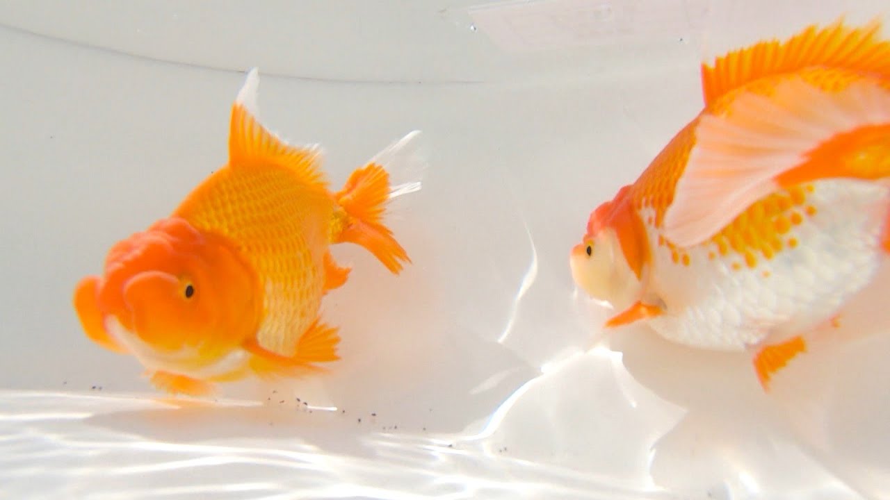 5万1000円で落札の金魚も　東かがわ市で「日本オランダ獅子頭」の全国品評大会