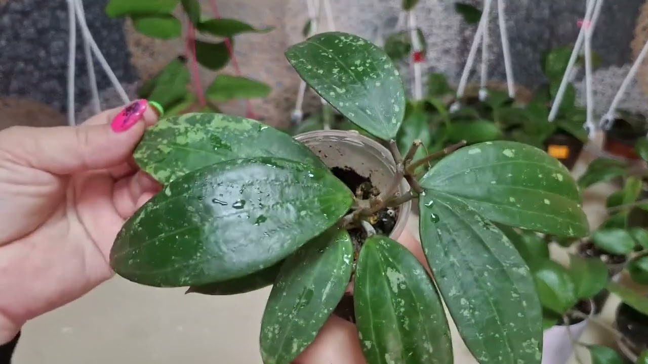 Мега большой обзор Хой 🌿🌿🌿