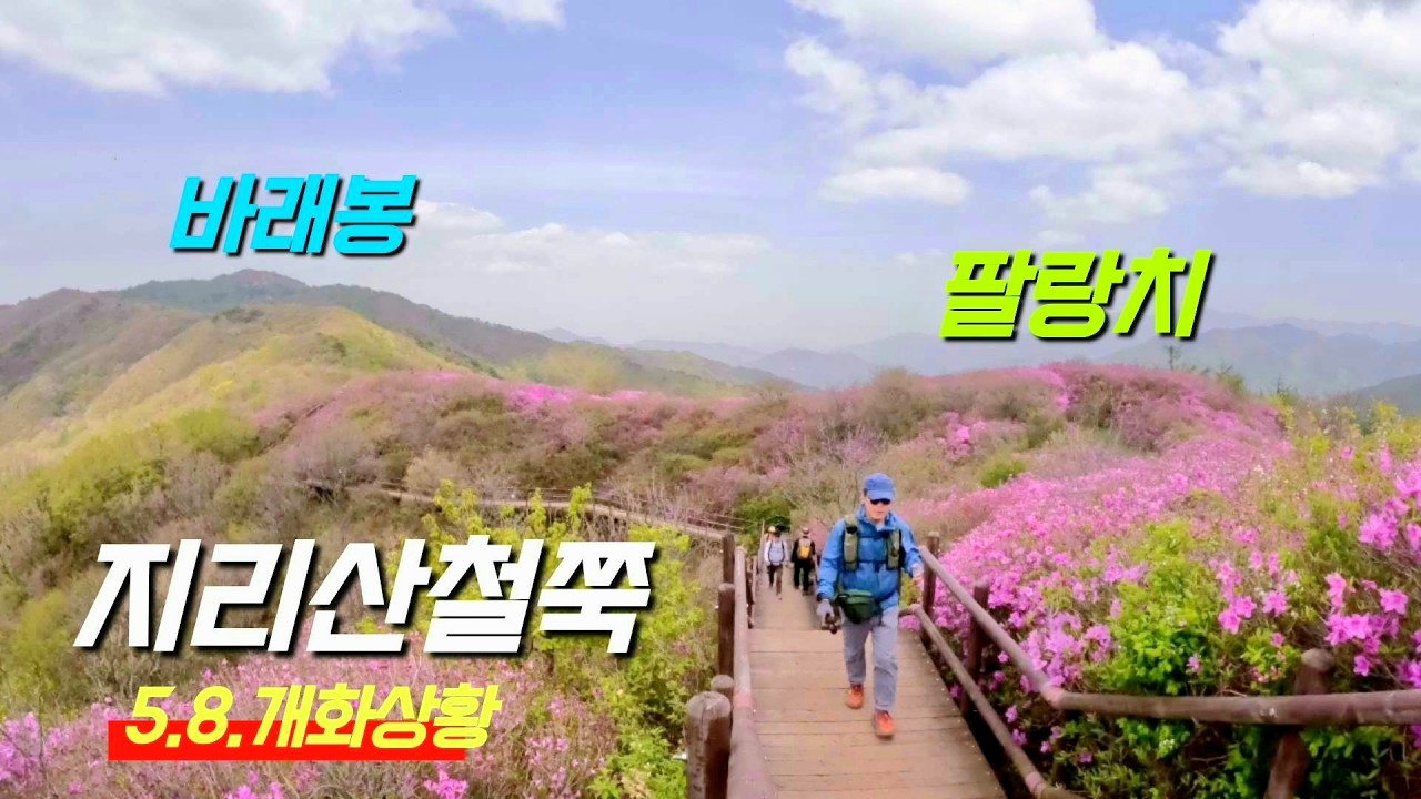 (2025.5.8.개화상황) 지리산 / 바래봉철쭉 / 팔랑치 / 조망이 좋은 능선뷰 / 등린이추천