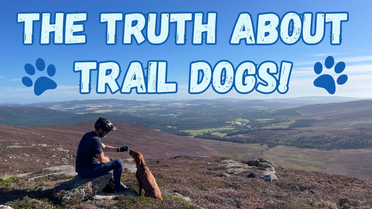 Trail Dog Life: Is It Worth It? The Pros & Cons Revealed