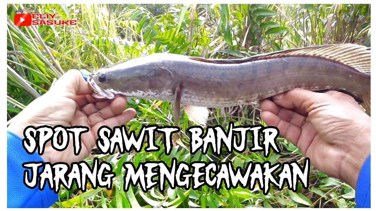 Menduga dua spot mancing haruan