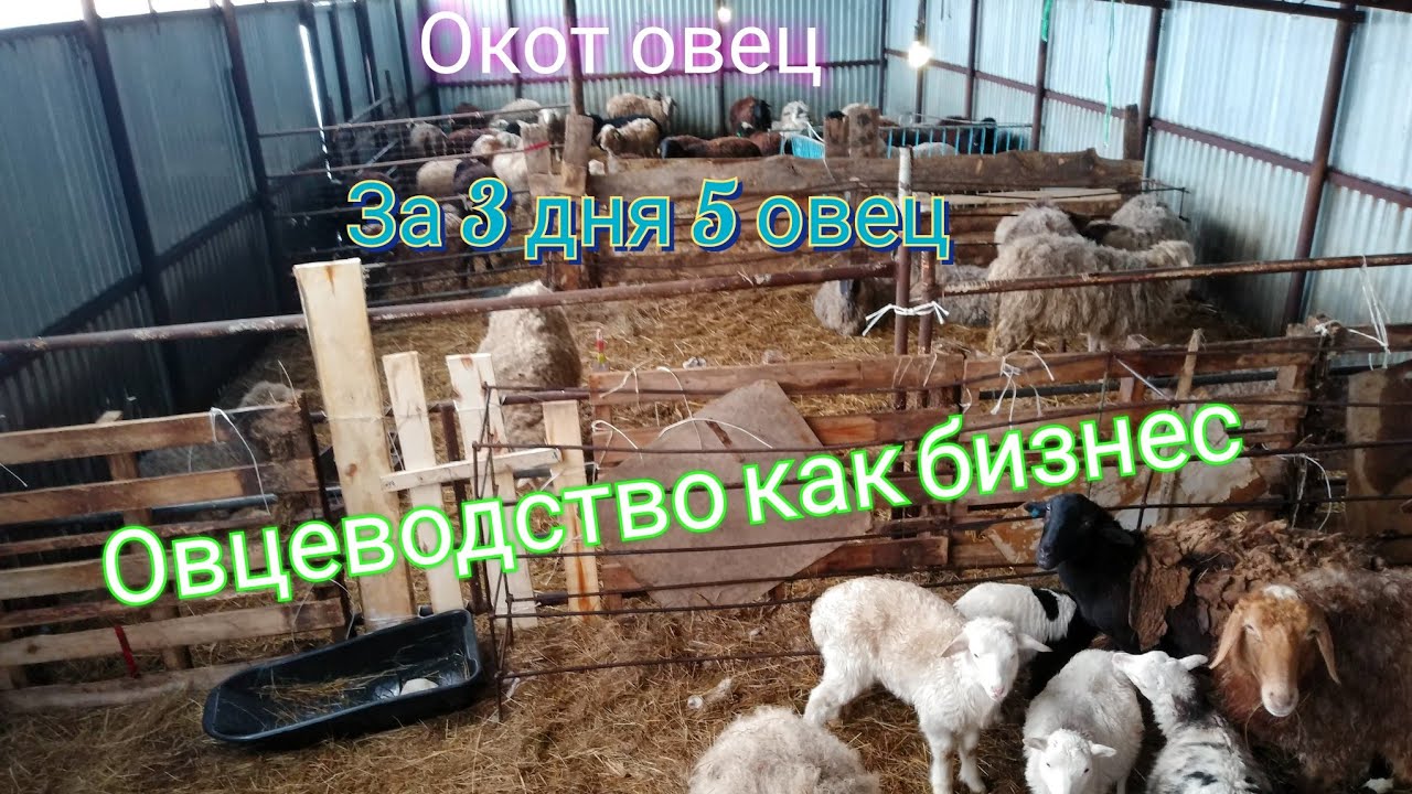 В домашнем овцеводстве прибавилось потомство|Овцеводство как бизнес