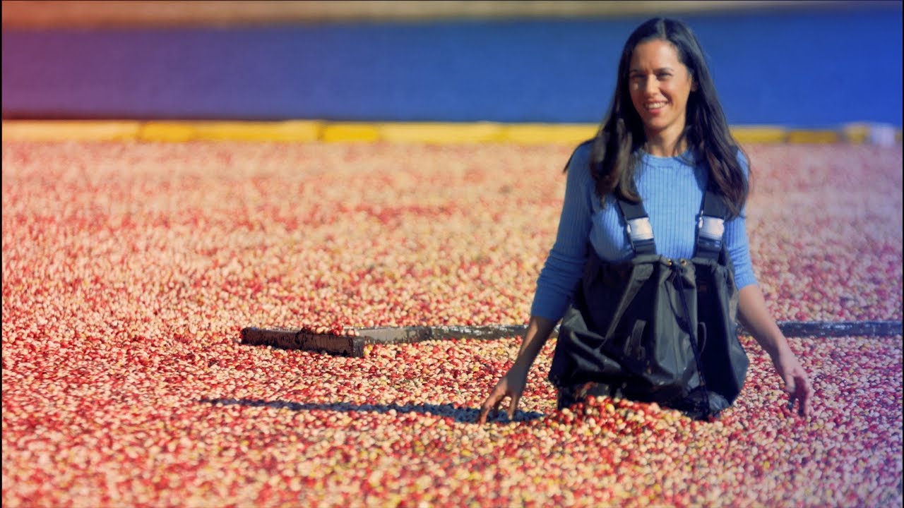 My BIGGEST Regret on My BIGGEST Video: Cranberry Harvest