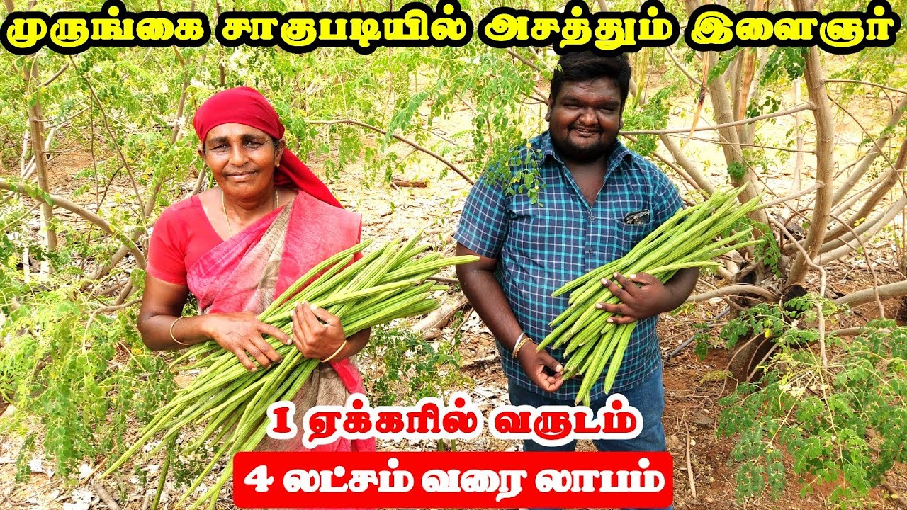 வறட்சியிலும் செழிப்பான லாபம் தரும் முருங்கை | Karumbu Murungai Cultivation