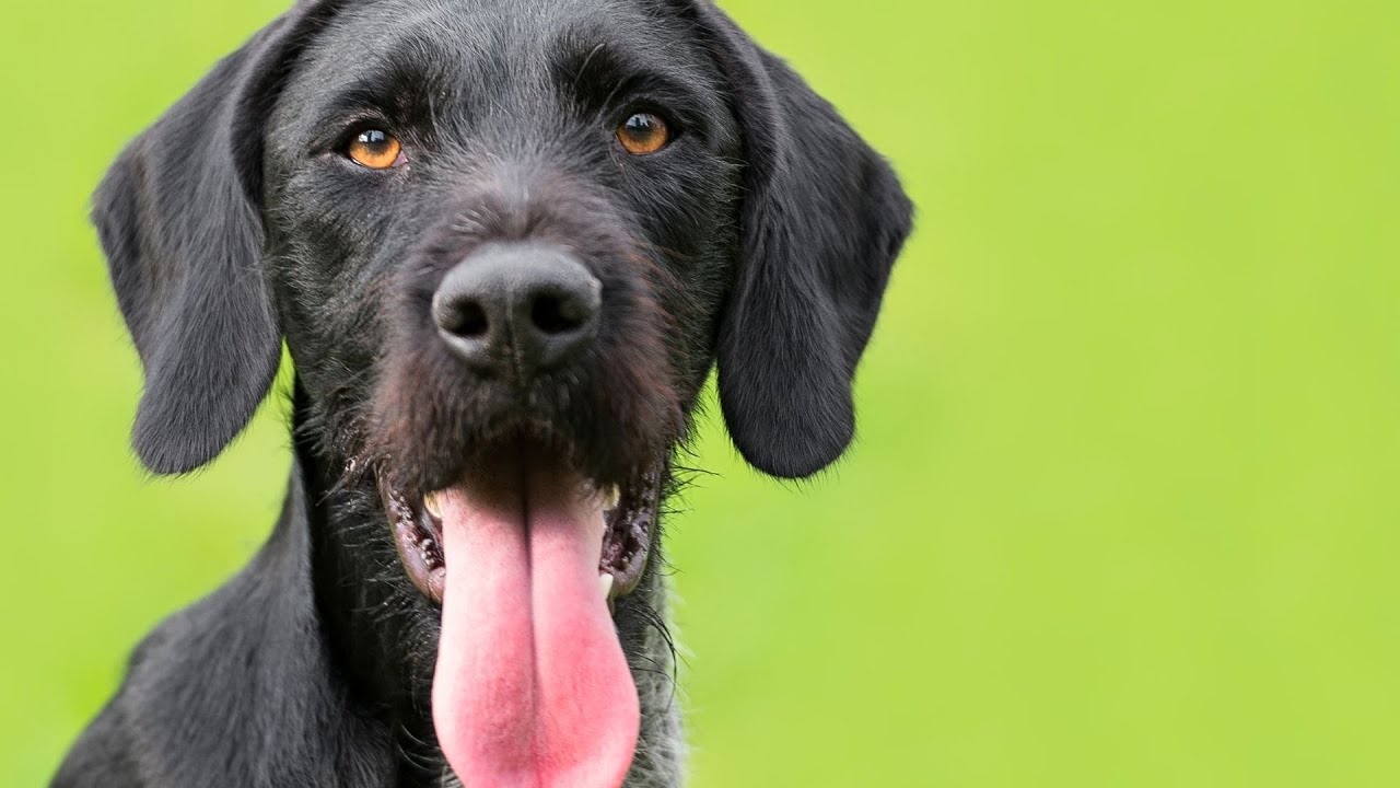 Understanding Your Dog's Vocalizations and Barking Tendencies - A Guide for Dog Owners