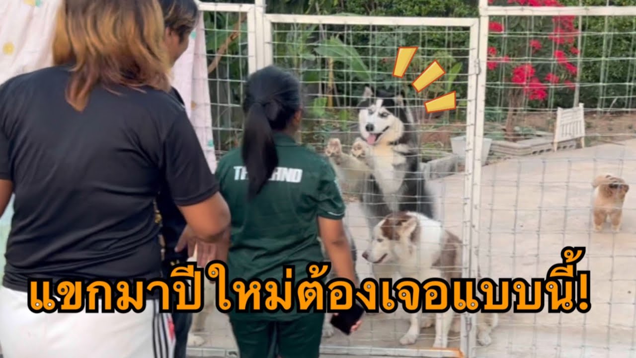 สวัสดีปีใหม่จ้า ใครมาเยี่ยมต้องเจอพวกหนูต้อนรับแบบนี้นะ