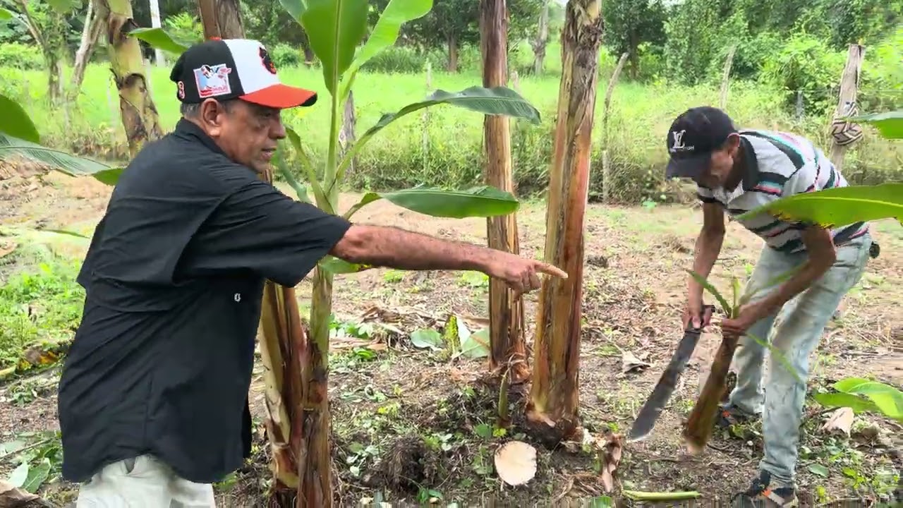 Deshije Paso a paso en un Cultivo de Plátano Desordenado.