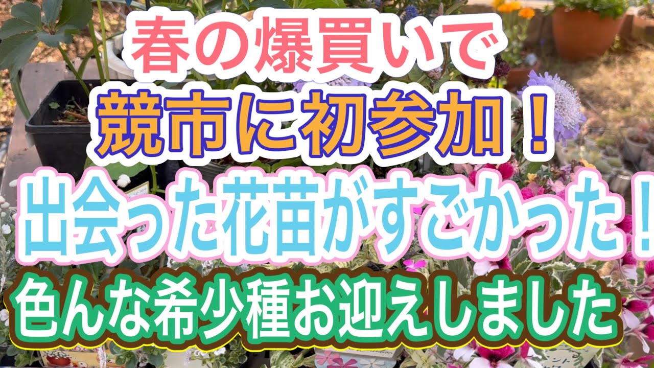 【ガーデニング】【競市】小爆買い＆初めての競市参加‼️色々と珍しい花苗に出会えました✨どの子も素敵で自慢したいお花たちです👍【春の花苗】