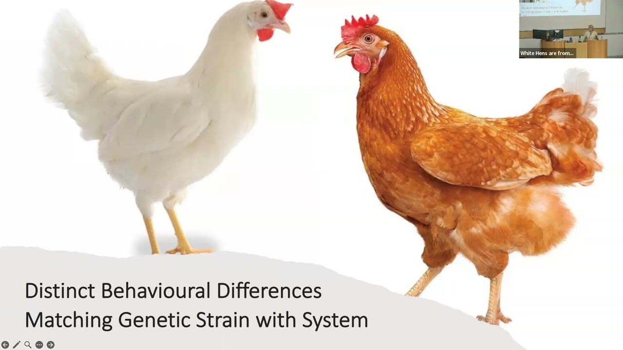 Professor Tina Widowski: Brown hens are from Mars, White hens are from Venus