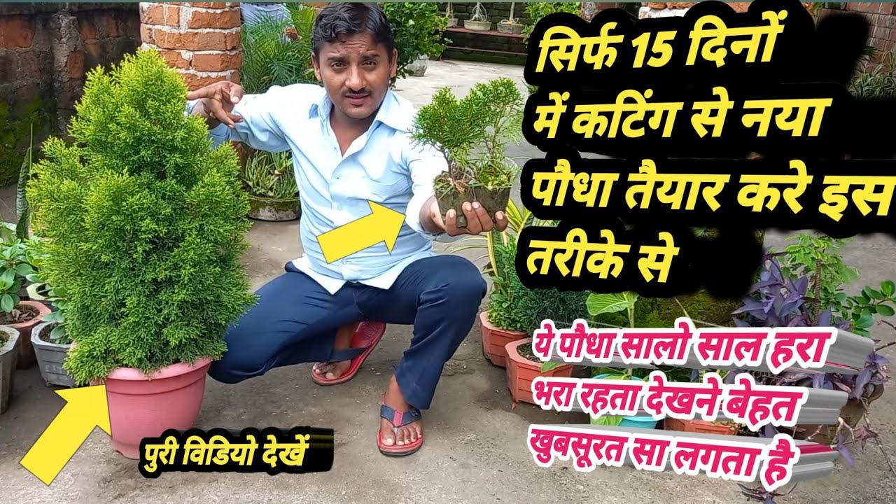 Cypress plant ki propagate // गोल्डन साइप्रस की कटिंग लगाना // juniper plant ki cutting //