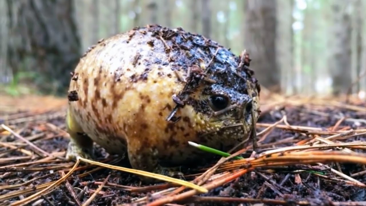 Inflatable Frog Found In A Forest