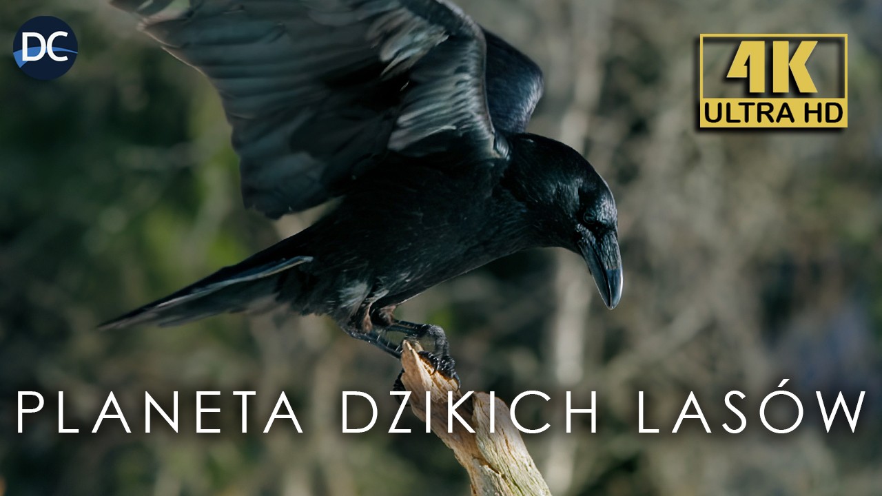 Tajga: Niekończący się las iglasty | Mroźny raj pełen życia | Dokument 4K Lektor PL
