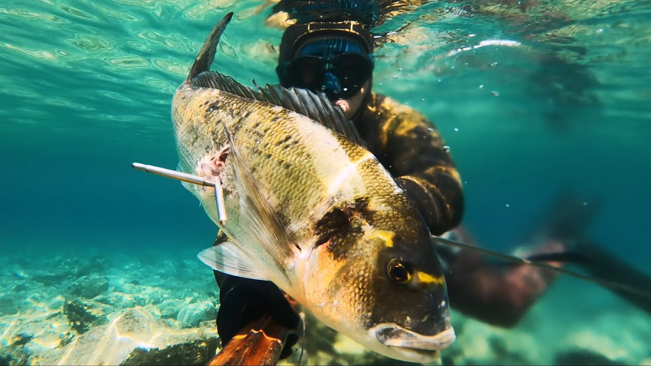 Spearfishing Croatia 