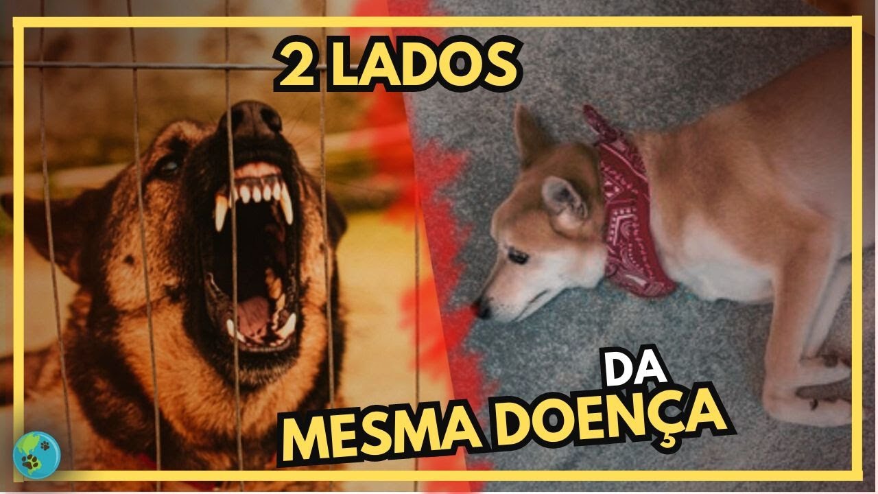 TUDO sobre RAIVA em Cães!