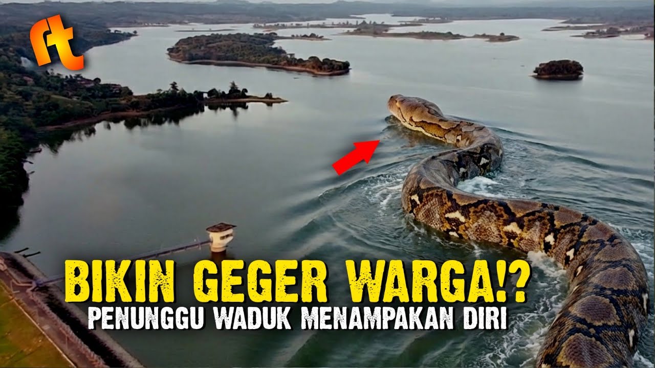 Kemunculan Ular Raksasa Waduk Cacaban Tegal Jawa Tengah Bikin Geger Warga!?