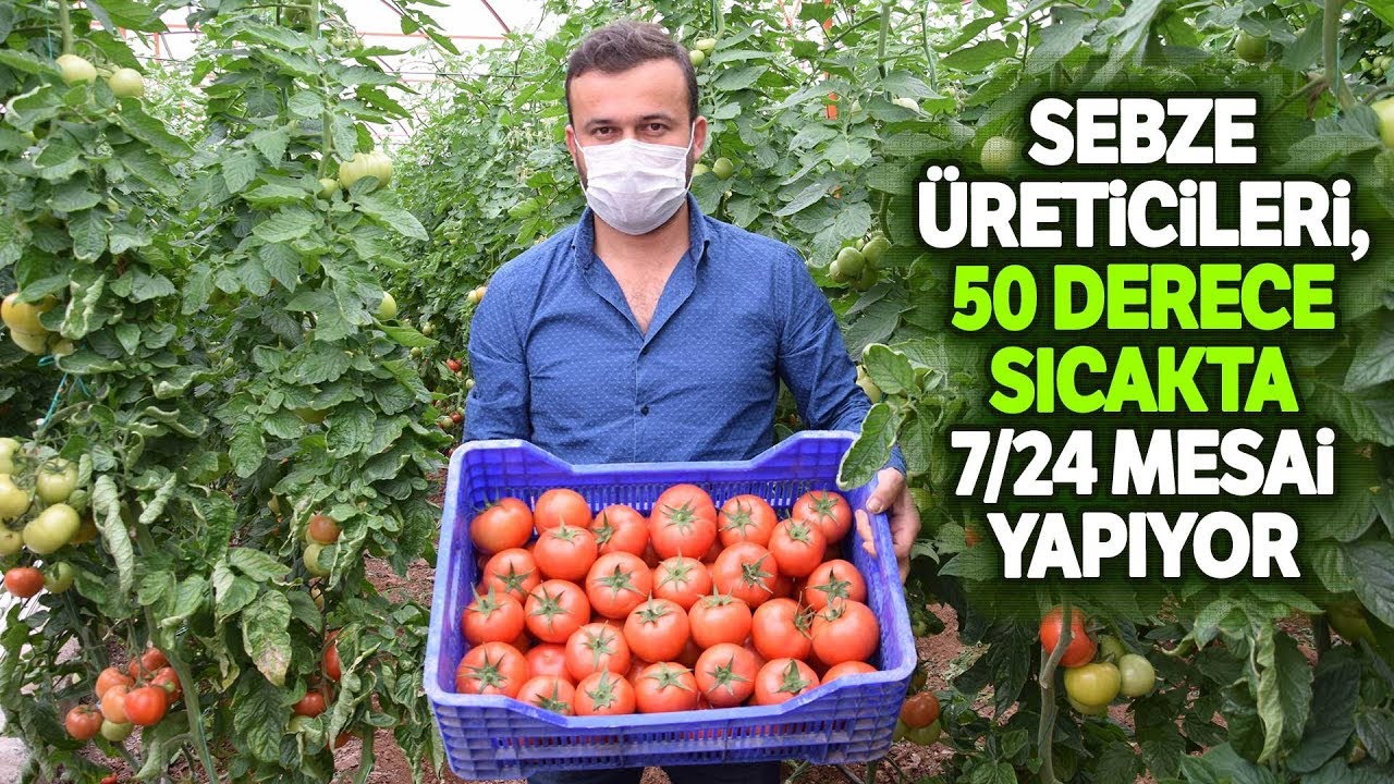Seralarda Sebze Üretimi Hız Kesmeden Devam Ediyor