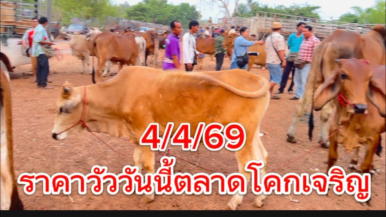 ชมบรรยากาศชื้อขายวัวตลาดโคกเจริญ อ.สว่างแดนดิน จ.สกลนคร #ราคาวัววันนี้ 4/4/69