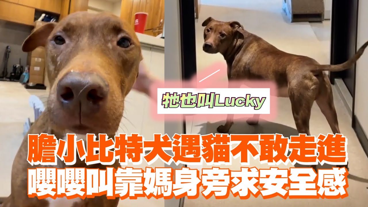 膽小比特犬遇貓不敢走進　嚶嚶叫靠媽身旁求安全感