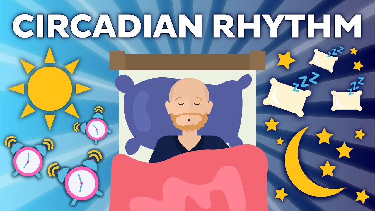 Your Brain's Hidden Clock: Circadian Rhythm Explained
