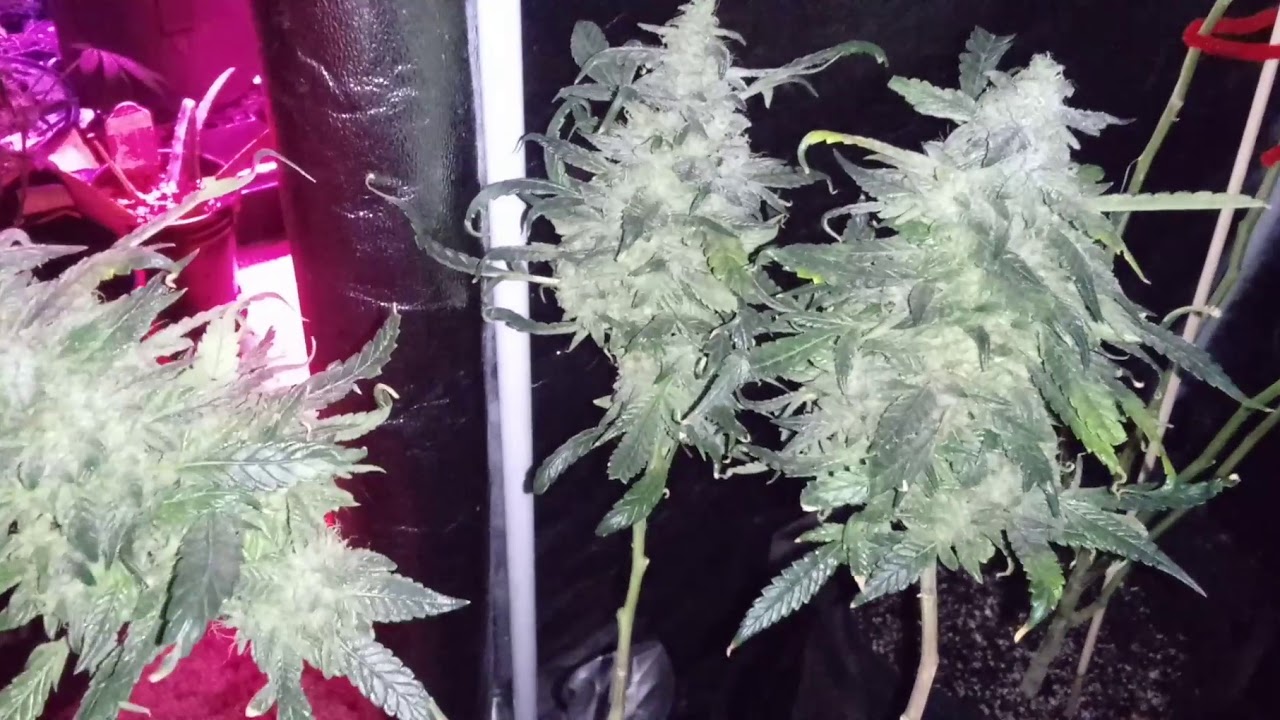 Jack Herer Clone...  Week 8 Flower... This is #2 of 3... Took 1 wk7 this one wk8.#3 will be wk9