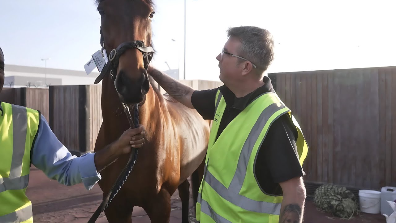 Intradco Global: Leaders in Animal & Equine Transport
