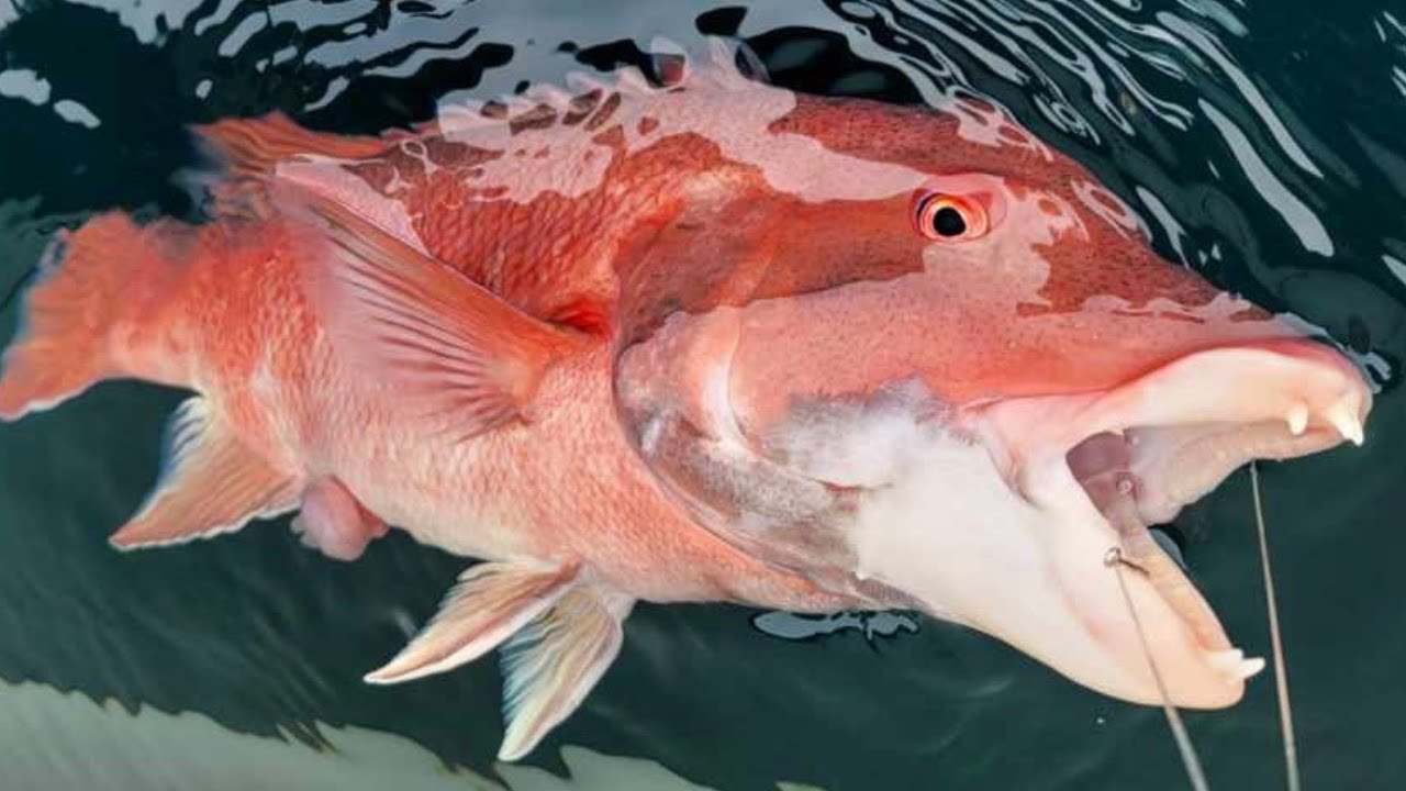 Fishing for California Sheephead (Catch, Clean and Cook)