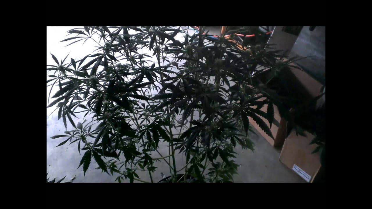 oad update, sick meds update and sponcer shout out