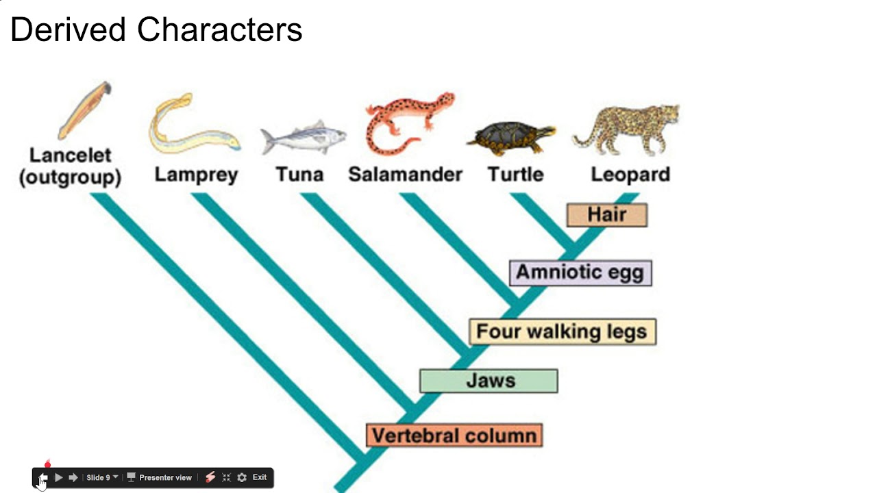 Phylogeny