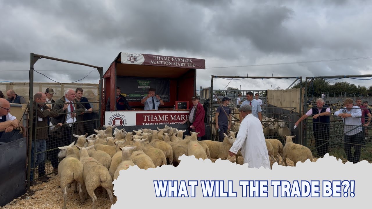 Thame Sheep Fair 2025!