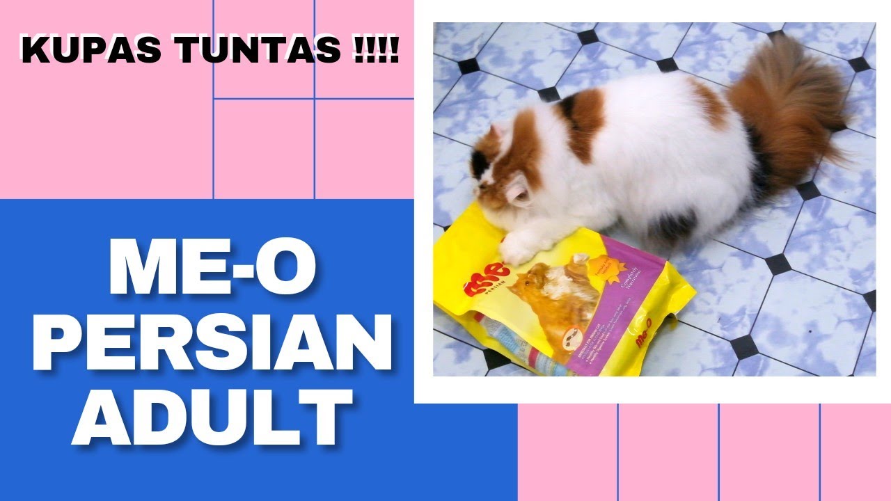 REVIEW ME-O PERSIAN ADULT. Bedah komposisi + efek makanan ini di kucing persia.