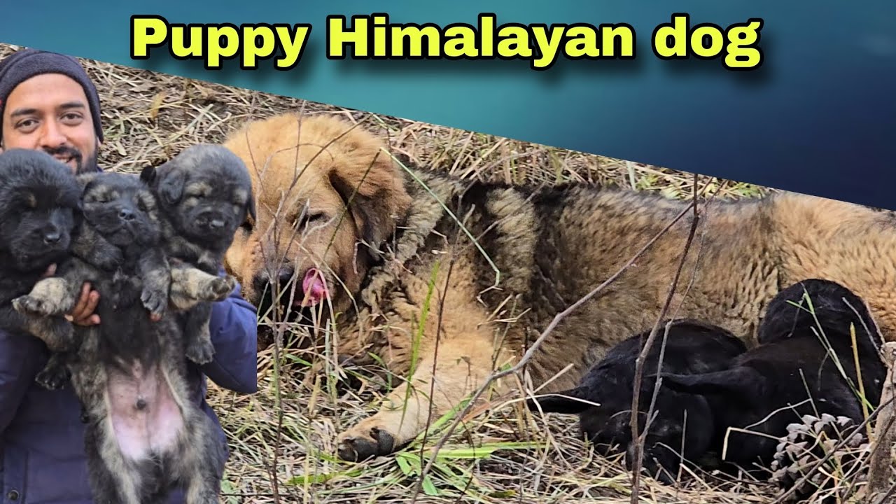 Pure Bhotiya dog Puppy searching in uttarakhand gaddi puppy for sale Uttarakhand wale