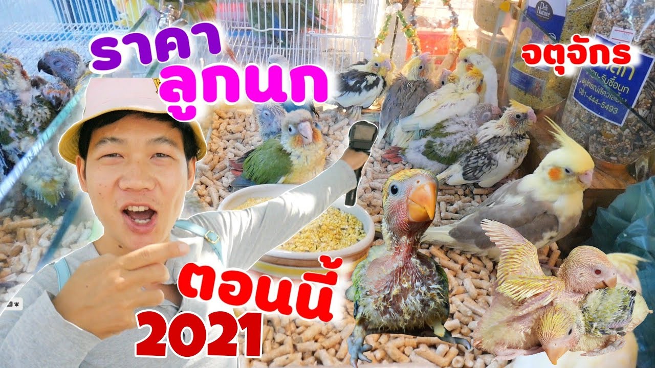 ราคาลูกนกแก้วตอนนี้ 2021 ตลาดจตุจักรน่าซื้อมาก ลูกนกเลิฟเบิร์ด นกกรีนชิค นกซันคอนัวร์ นกฟอพัส