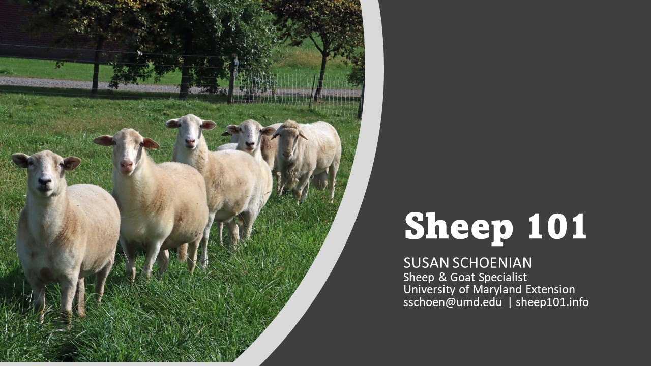 Sheep 101