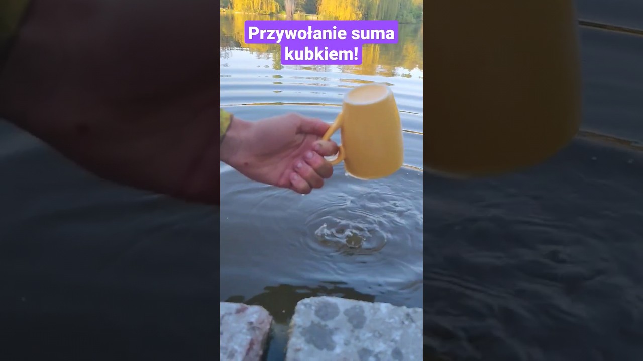 PRZYWOŁANIE SUMA KUBKIEM - KWOK LAT 80 #SUM #SUMOLIMPIJCZYK #wędkarstwo2023