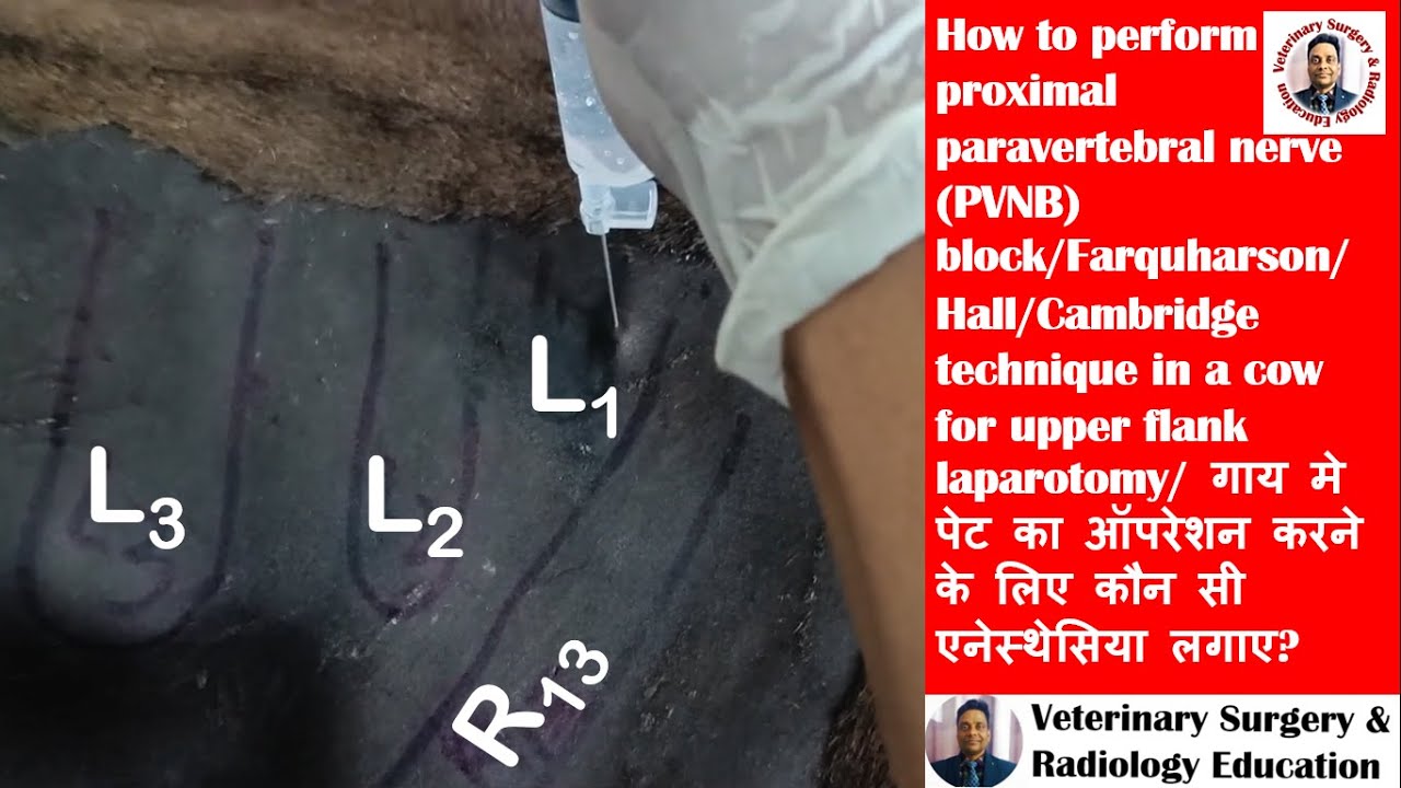 Paravertebral nerve block/Farquharson/Hall/Cambridge technique for upper flank laparotomy in a cow