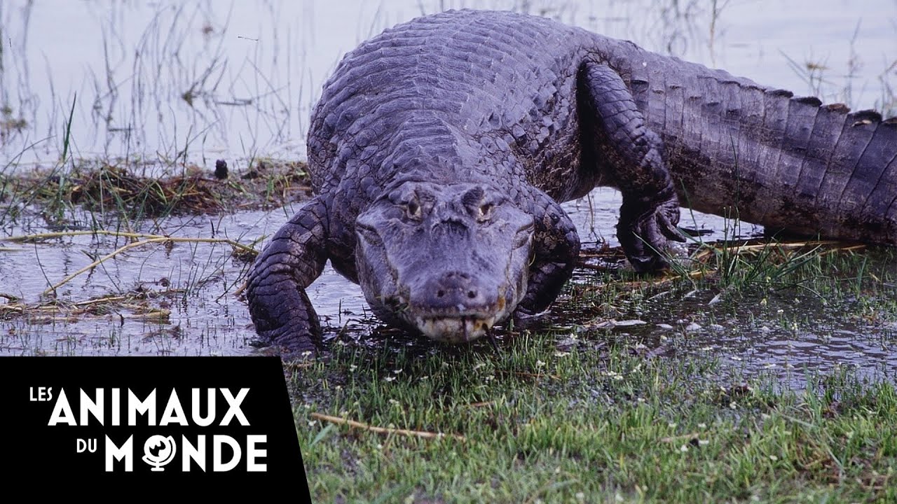 Anacondas & Caïmans - duel au coeur du marais - animal fights