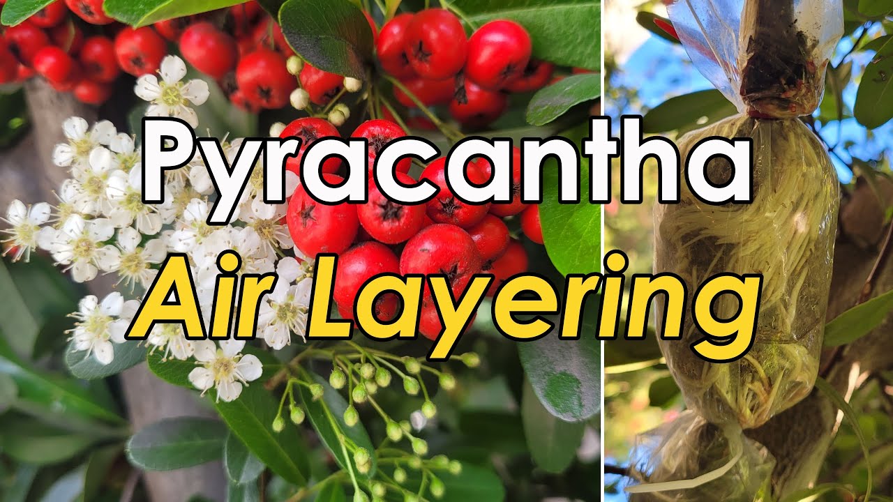 How to Propagate Pyracantha (Firethorn) Using Air Layering | Pyracantha Air Layering with Results 火棘