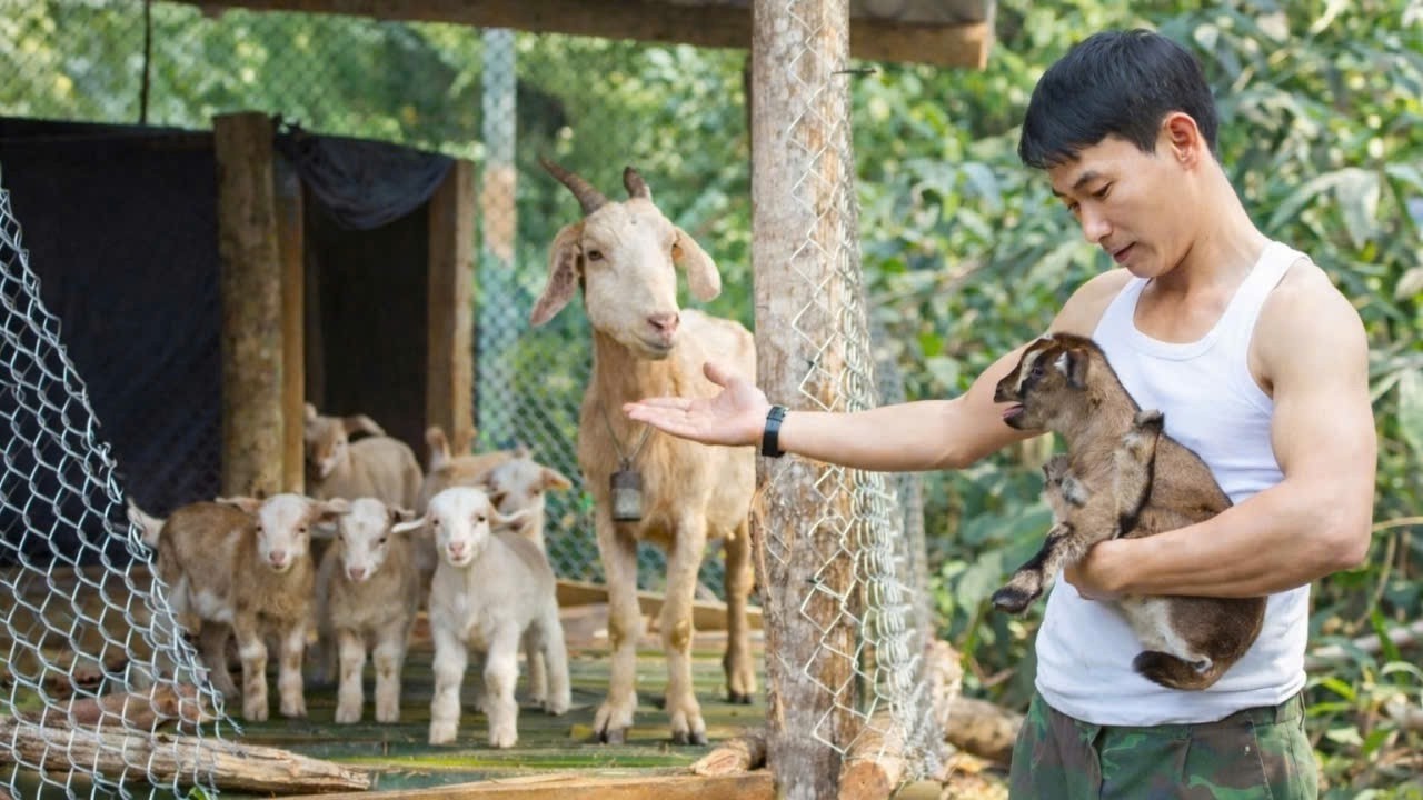 A heartwarming moment as CEO Trieu Khang surprises his adorable goats with a special gift