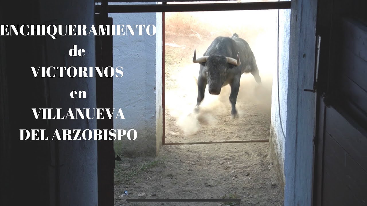 ENCHIQUERAMIENTO de los TOROS de Lidia DE VICTORINO Martín en VILLANUEVA DEL ARZOBISPO