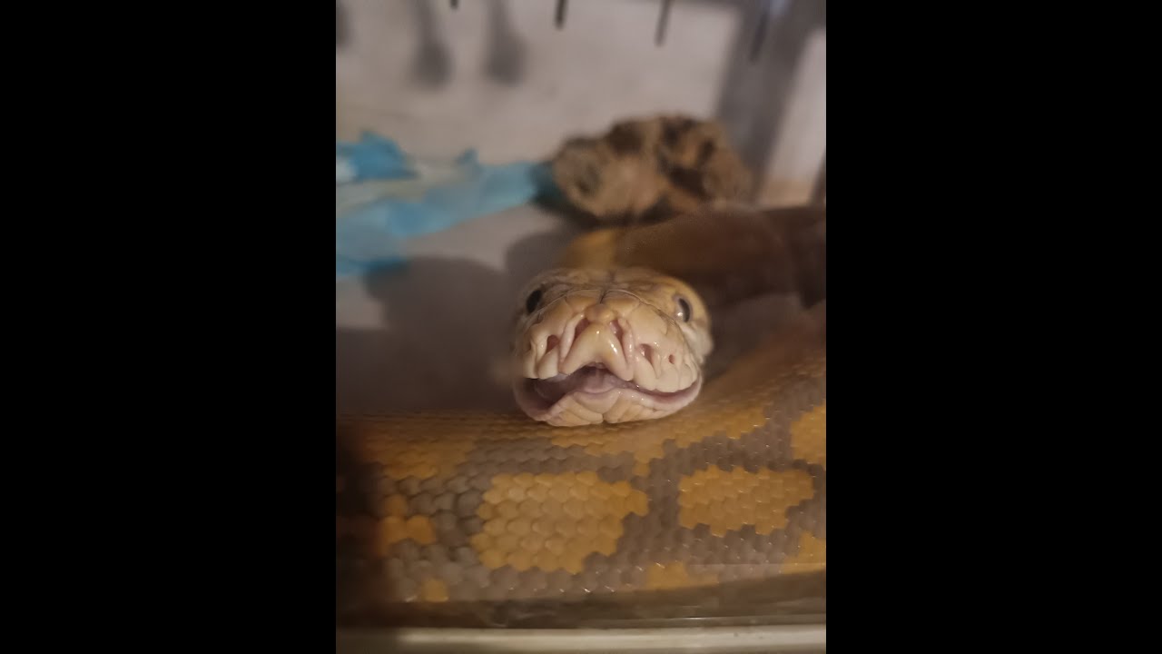 Malayopython reticulatus
