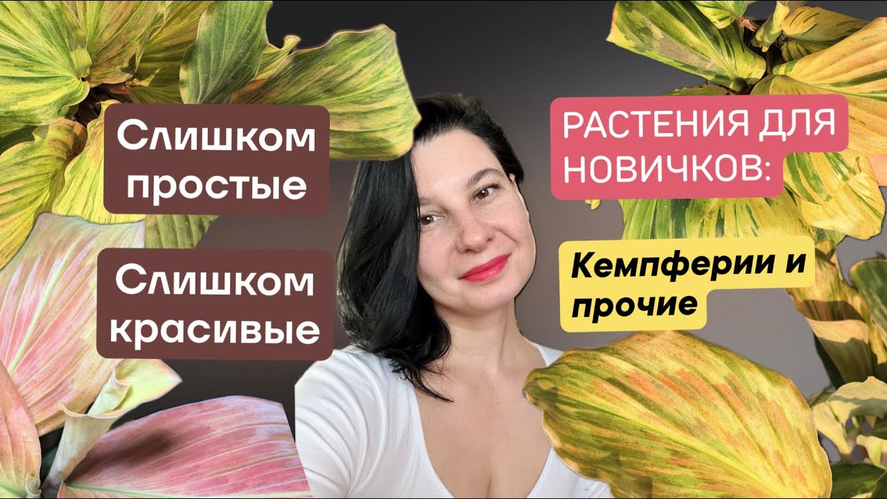 Растения для новичков. Неприхотливые растения. Кемпферии и прочие