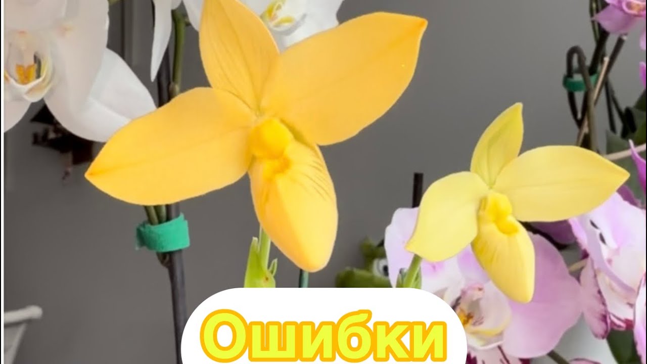 Основные ошибки в уходе за фрагами. Phrag. bessee flavum#plants#orchid#flowers#phragmipedium 