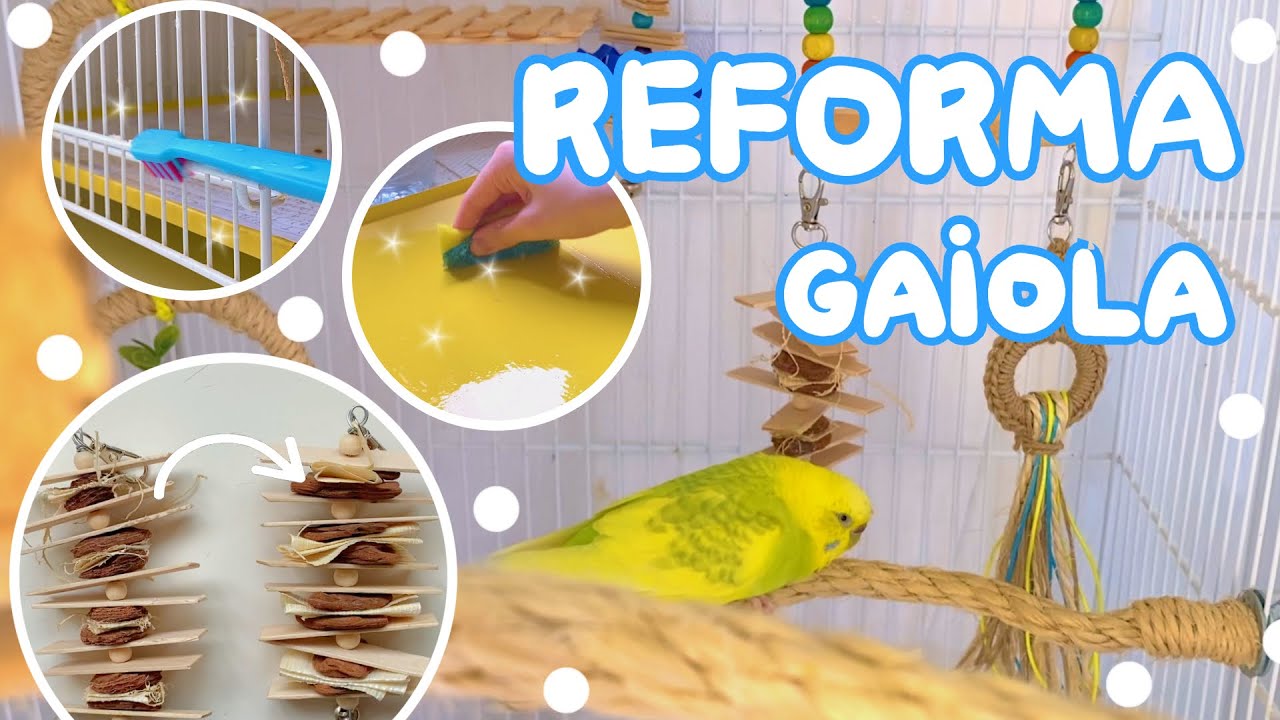 REFORMA DA GAIOLA (limpeza + mudanças + brinquedos novos) - Periquitos Australianos | Batatube