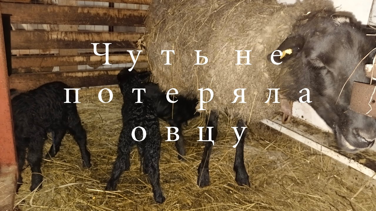 Послеродовая гипокальциемия / Послеродовый парез у коз и овец / Признаки и лечение / Причины