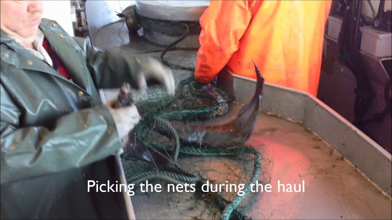 Turbot Fishing Offshore Newfoundland